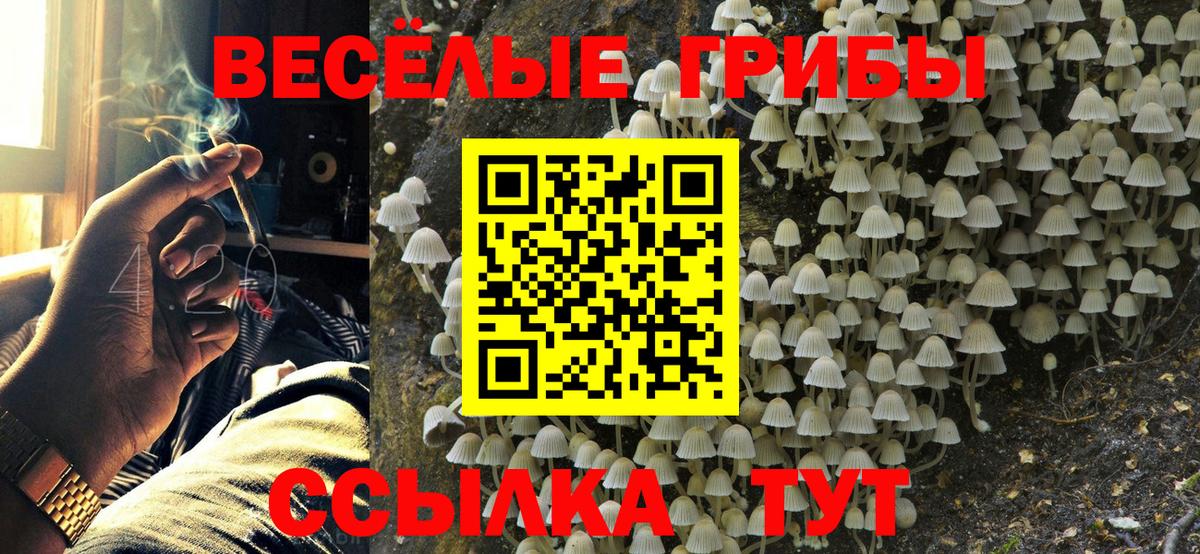 Галлюциногенные грибы Psilocybine cubensis Стрежевой